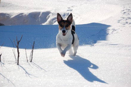 Poopi, jackrussellinterrieri